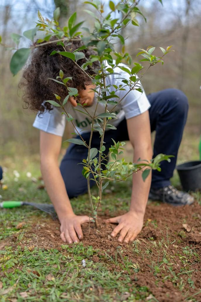 Pessoa plantando uma muda de árvore
